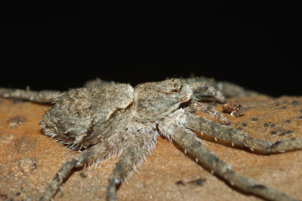 Philodromus margaritatus